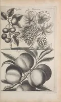 An illustration from De koninglycke hovenier aanwyzende de middelen om boomen : bloemen en kruyden te zaayen, planten, aen queeken en voort teelen : met konstige koperen platen verciert (1676)