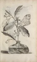 Picture 15 of 29 from De koninglycke hovenier aanwyzende de middelen om boomen : bloemen en kruyden te zaayen, planten, aen queeken en voort teelen : met konstige koperen platen verciert (1676), leaf 313