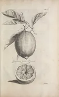 An illustration from De koninglycke hovenier aanwyzende de middelen om boomen : bloemen en kruyden te zaayen, planten, aen queeken en voort teelen : met konstige koperen platen verciert (1676)