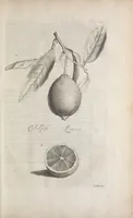 An illustration from De koninglycke hovenier aanwyzende de middelen om boomen : bloemen en kruyden te zaayen, planten, aen queeken en voort teelen : met konstige koperen platen verciert (1676)