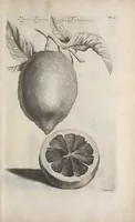 Picture 18 of 29 from De koninglycke hovenier aanwyzende de middelen om boomen : bloemen en kruyden te zaayen, planten, aen queeken en voort teelen : met konstige koperen platen verciert (1676), leaf 327