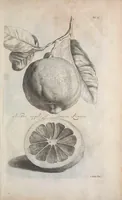 An illustration from De koninglycke hovenier aanwyzende de middelen om boomen : bloemen en kruyden te zaayen, planten, aen queeken en voort teelen : met konstige koperen platen verciert (1676)