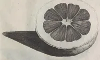 Picture 22 of 29 from De koninglycke hovenier aanwyzende de middelen om boomen : bloemen en kruyden te zaayen, planten, aen queeken en voort teelen : met konstige koperen platen verciert (1676), leaf 345
