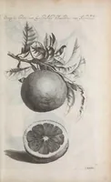 Picture 23 of 29 from De koninglycke hovenier aanwyzende de middelen om boomen : bloemen en kruyden te zaayen, planten, aen queeken en voort teelen : met konstige koperen platen verciert (1676), leaf 347