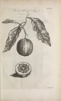 Picture 24 of 29 from De koninglycke hovenier aanwyzende de middelen om boomen : bloemen en kruyden te zaayen, planten, aen queeken en voort teelen : met konstige koperen platen verciert (1676), leaf 351