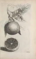 Picture 26 of 29 from De koninglycke hovenier aanwyzende de middelen om boomen : bloemen en kruyden te zaayen, planten, aen queeken en voort teelen : met konstige koperen platen verciert (1676), leaf 357