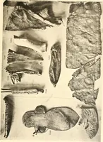 An illustration from Koptische Kunst (1904)