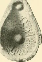 An illustration from Koptische Kunst (1904)