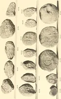 An illustration from Koptische Kunst (1904)