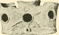 An illustration from Koptische Kunst (1904)