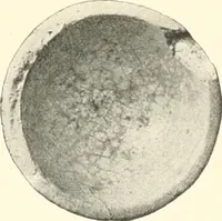 An illustration from Koptische Kunst (1904)