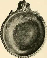 An illustration from Koptische Kunst (1904)