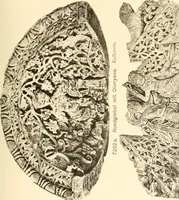 An illustration from Koptische Kunst (1904)