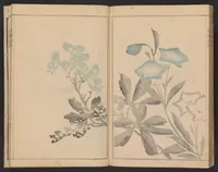 An illustration from Kōrin gashiki : zen (1818)