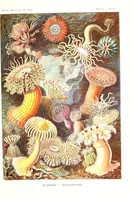 An illustration from Kunstformen der Natur (1904)