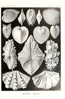 An illustration from Kunstformen der Natur (1904)