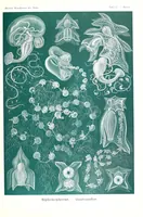 An illustration from Kunstformen der Natur (1904)