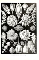 An illustration from Kunstformen der Natur (1904)