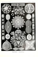 An illustration from Kunstformen der Natur (1904)