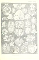 An illustration from Kunstformen der Natur (1904)