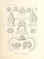 An illustration from Kunstformen der Natur (1904)