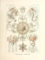 An illustration from Kunstformen der Natur (1904)