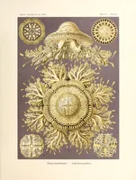 An illustration from Kunstformen der Natur (1904)