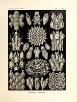 An illustration from Kunstformen der Natur (1904)
