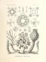 An illustration from Kunstformen der Natur (1904)