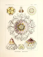 An illustration from Kunstformen der Natur (1904)