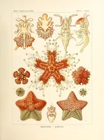 An illustration from Kunstformen der Natur (1904)