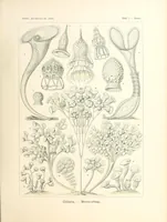 An illustration from Kunstformen der Natur (1904)