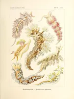 An illustration from Kunstformen der Natur (1904)