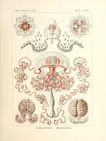 An illustration from Kunstformen der Natur (1904)