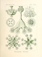 An illustration from Kunstformen der Natur (1904)