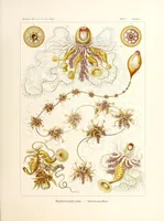 An illustration from Kunstformen der Natur (1904)