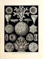 An illustration from Kunstformen der Natur (1904)