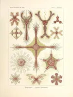 An illustration from Kunstformen der Natur (1904)