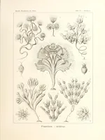 An illustration from Kunstformen der Natur (1904)