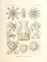 An illustration from Kunstformen der Natur (1904)