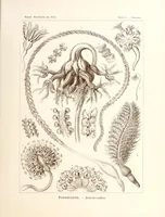An illustration from Kunstformen der Natur (1904)