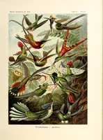 Picture 6 of 16 from Kunstformen der Natur (1904), leaf 105