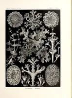 An illustration from Kunstformen der Natur (1904)