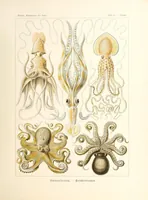 Picture 7 of 16 from Kunstformen der Natur (1904), leaf 193