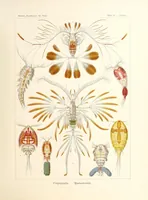 Picture 8 of 16 from Kunstformen der Natur (1904), leaf 203