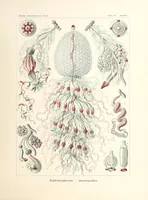 Picture 9 of 16 from Kunstformen der Natur (1904), leaf 219