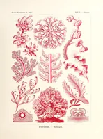 Picture 11 of 16 from Kunstformen der Natur (1904), leaf 253