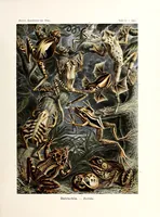 An illustration from Kunstformen der Natur (1904)