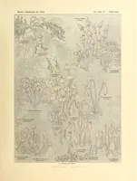An illustration from Kunstformen der Natur (1904)