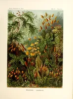 Picture 14 of 16 from Kunstformen der Natur (1904), leaf 291
